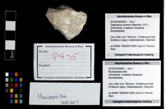 Foto (Objekt + Etikett) von Mundopsidae indet.  (NHMW-GEO-2014-0194-0935)